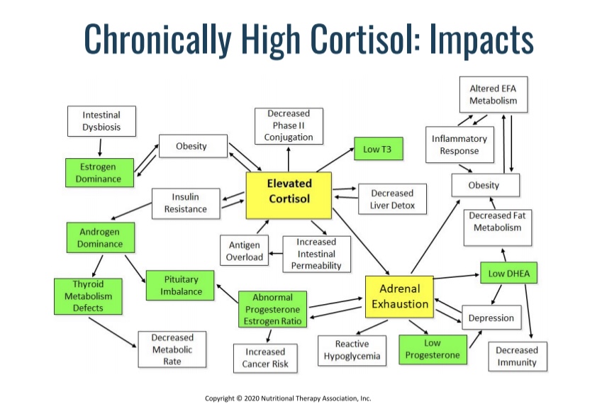 impacts of chronically elevated cortisol levels and stress