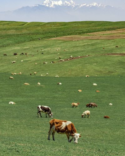 cow cow